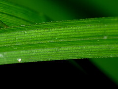 Carex solandri