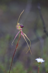 Caladenia radiata
