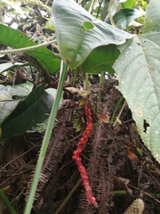Anthurium gracile