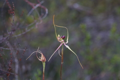 Caladenia radiata