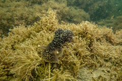 Pleurobranchaea maculata