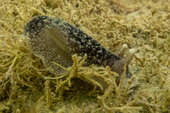 Pleurobranchaea maculata