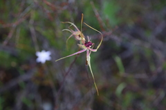 Caladenia radiata