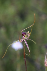 Caladenia radiata