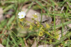 Drosera hookeri