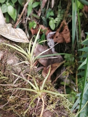 Tillandsia incarnata