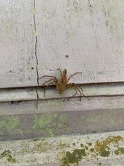 Hamadruas hieroglyphica