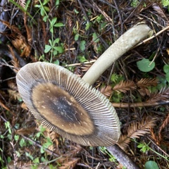 Amanita pachycolea