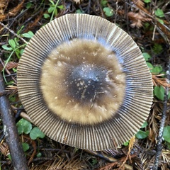 Amanita pachycolea