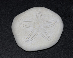 Jacksonaster depressum