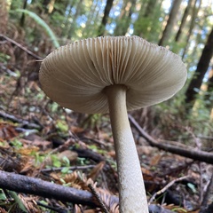 Amanita pachycolea