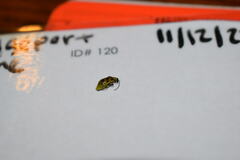 Diabrotica undecimpunctata