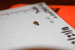 Diabrotica undecimpunctata