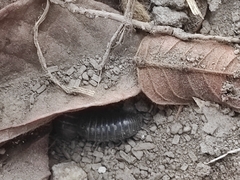 Armadillidium vulgare