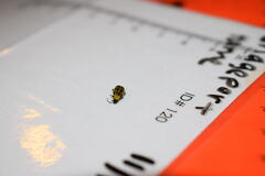 Diabrotica undecimpunctata