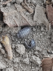 Armadillidium vulgare
