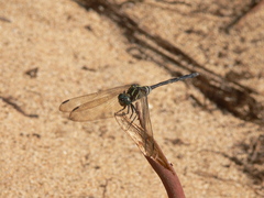 Orthetrum africanum