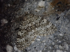 Entephria caesiata
