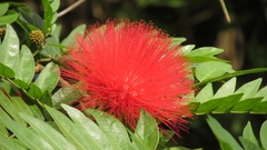 Calliandra haematocephala