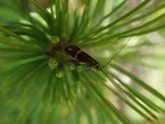 Nemophora ochsenheimerella