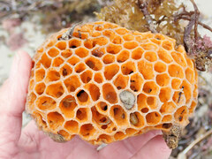 Holopsamma laminaefavosa