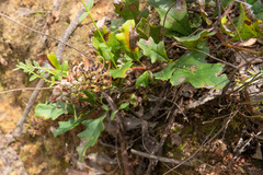 Grevillea obtecta
