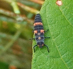 Coccinella transversalis