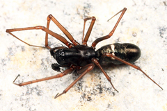 Microlinyphia mandibulata mandibulata