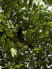Trachypithecus obscurus