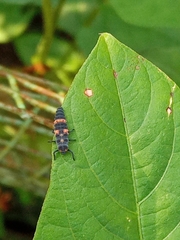 Coccinella transversalis