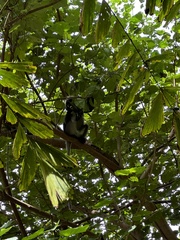 Trachypithecus obscurus