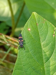 Coccinella transversalis