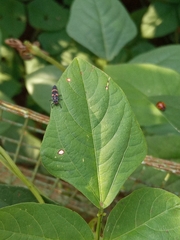 Coccinella transversalis