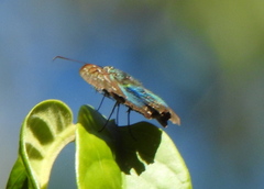 Astraptes fulgerator