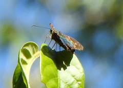 Astraptes fulgerator