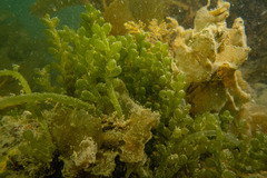 Caulerpa geminata