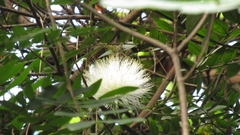 Calliandra haematocephala