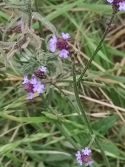 Verbena