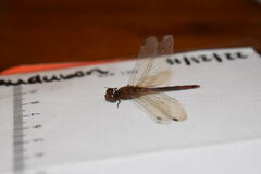 Sympetrum vicinum