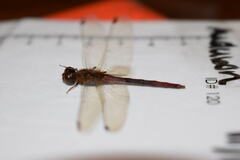 Sympetrum vicinum