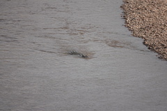 Crocodylus niloticus