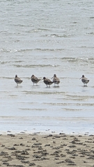 Limosa