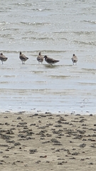 Limosa