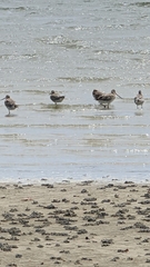 Limosa