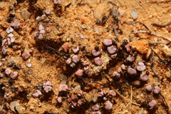 Psora decipiens