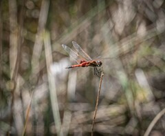 Tramea loewii