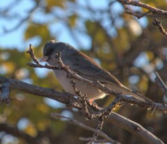 Junco hyemalis caniceps