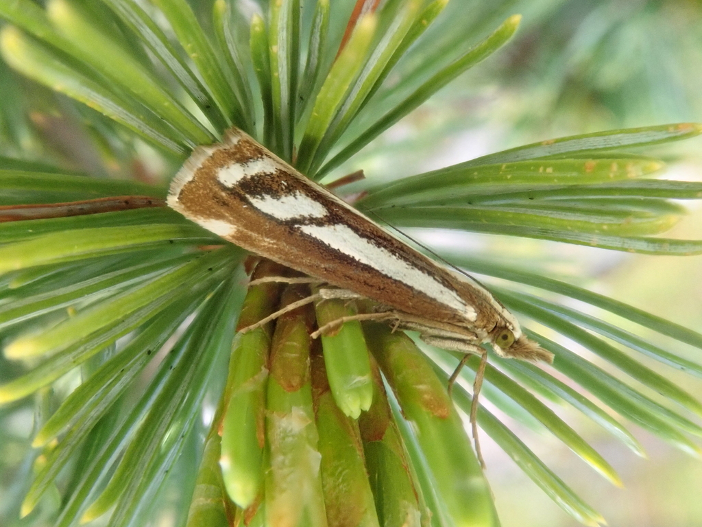 Catoptria montivaga