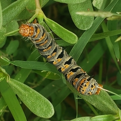 Euscirrhopterus gloveri