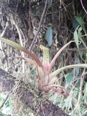 Tillandsia complanata